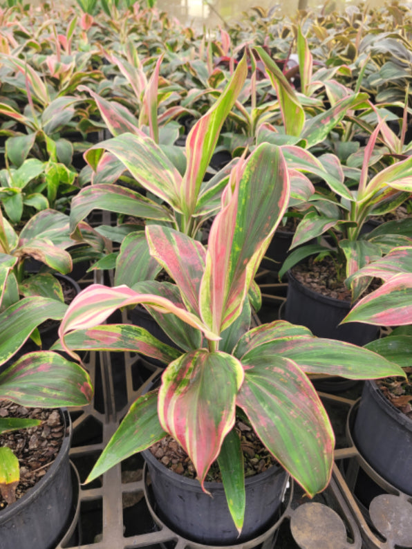 Cordyline Varieties