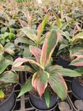 Cordyline Varieties