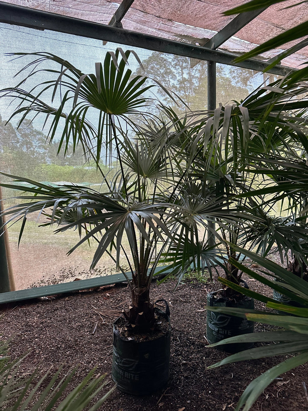 Cabbage-Tree Palm | Livistona australis