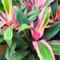 Cordyline Apple Blossom