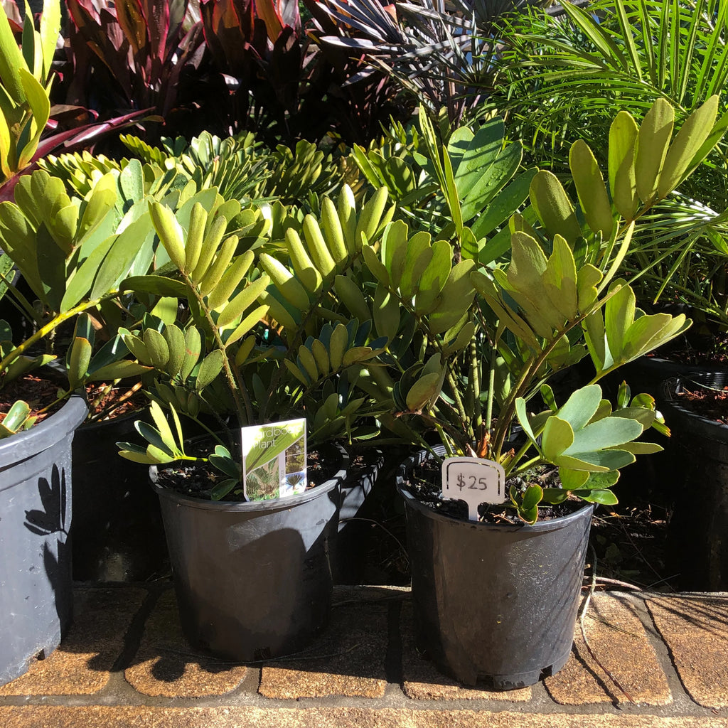 Cardboard Palm | Zamia furfuracea