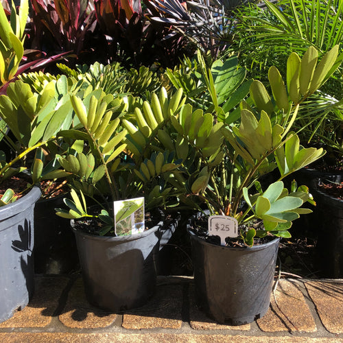 Cardboard Palm | Zamia furfuracea