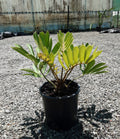 Cardboard Palm | Zamia furfuracea