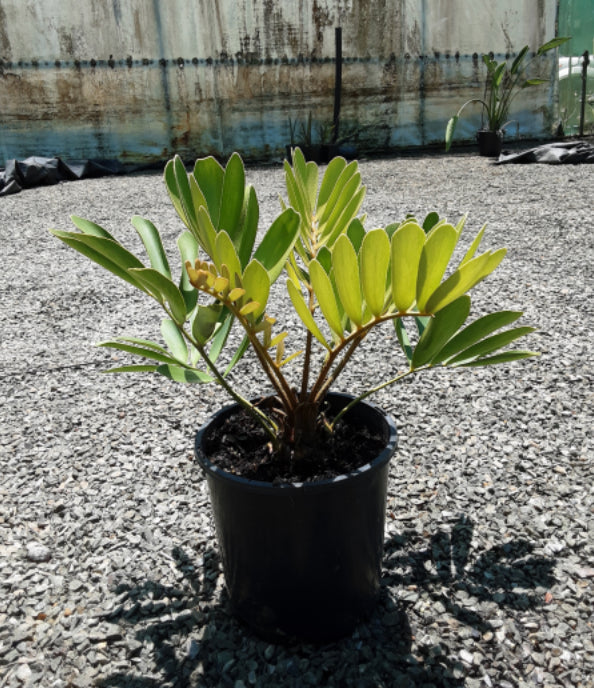 Cardboard Palm | Zamia furfuracea