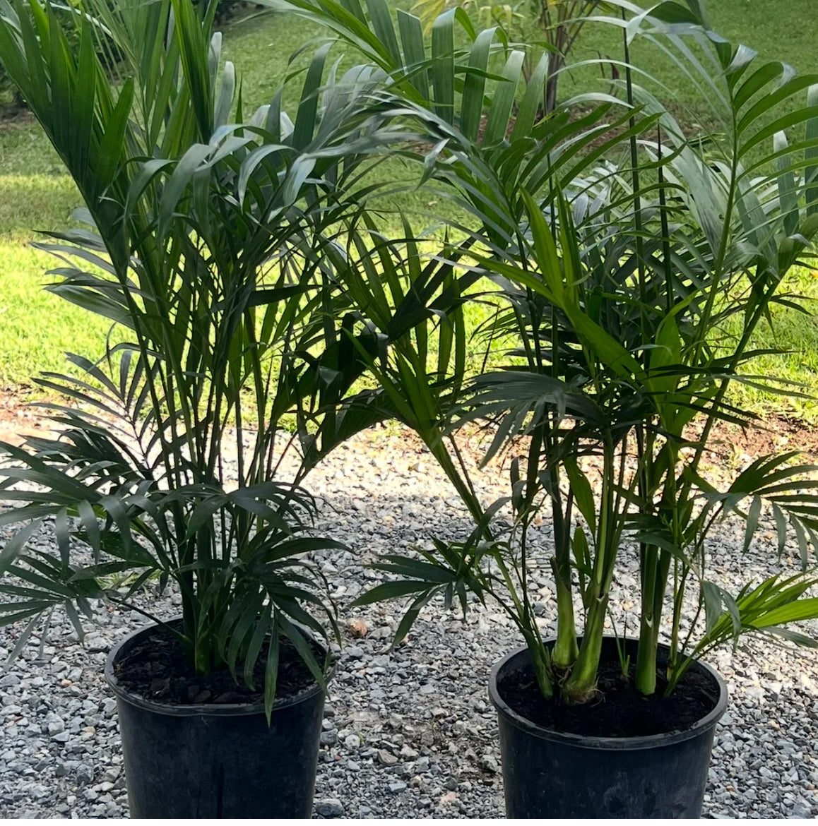 Cascade Palm | Chamaedorea atrovirens