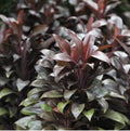 Cordyline Compacta