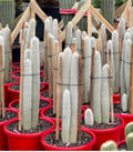 Cleistocactus strausii Silver Torch