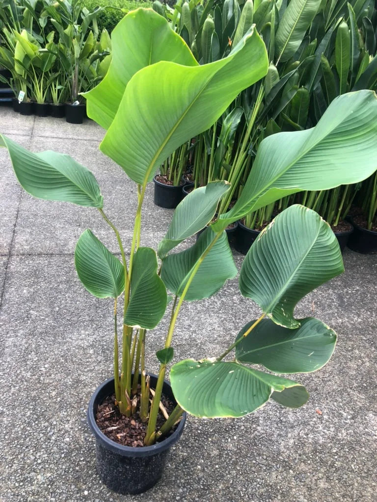 Calathea Lutea | Cuban Cigar