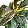 Cordyline Miss Andrea