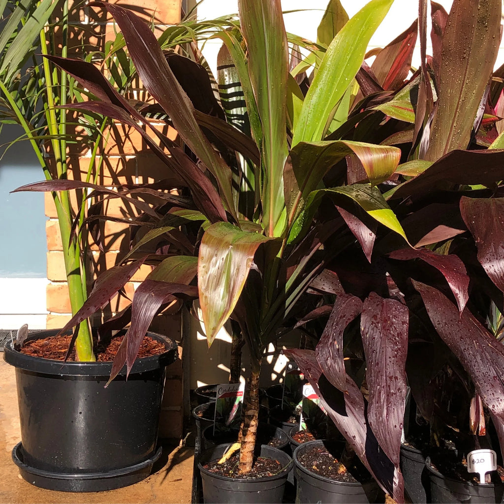 Cordyline negra