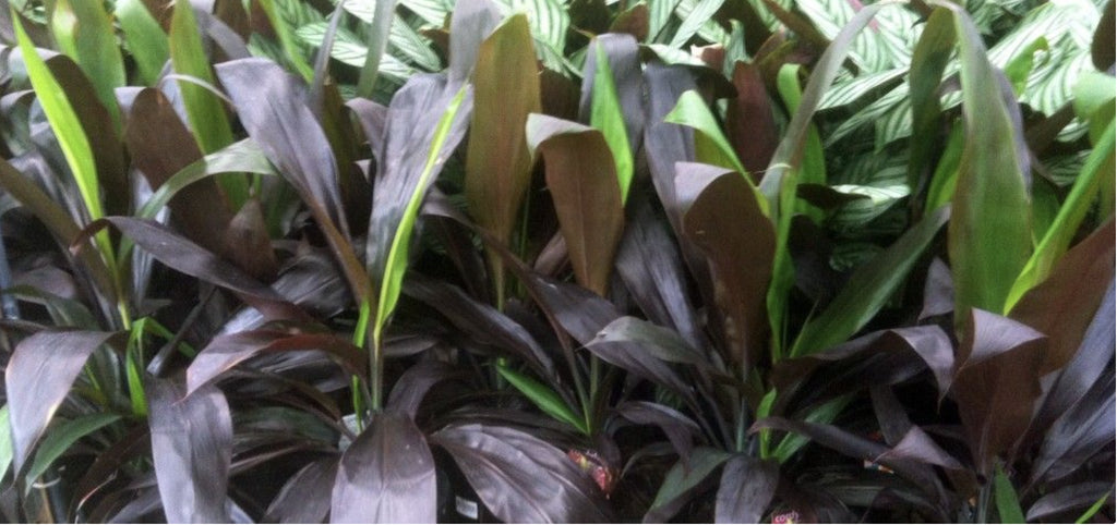 Cordyline negra