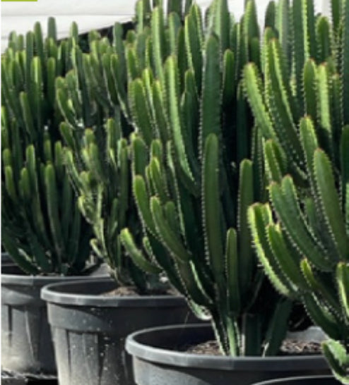 Euphorbia‘Cowboy’