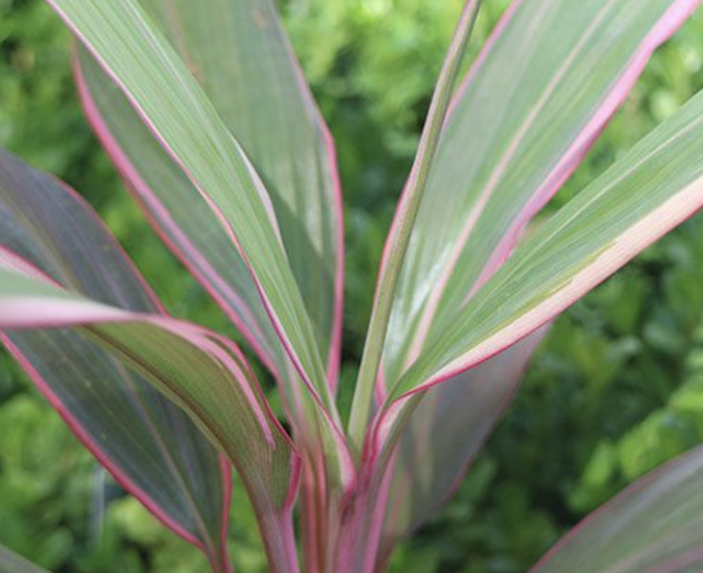 Cordyline Pink Diamond