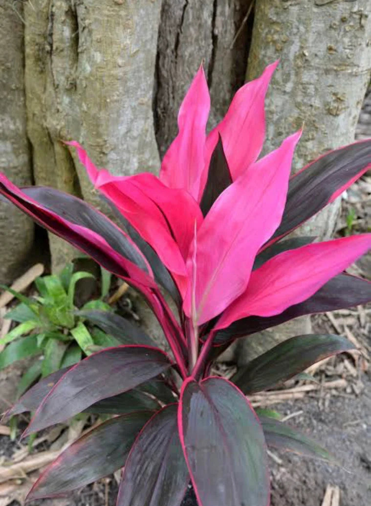 Cordyline Pink Sister