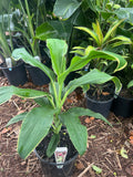 Cordyline Tropic Snow