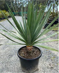 Dragon Tree | Dracaena draco