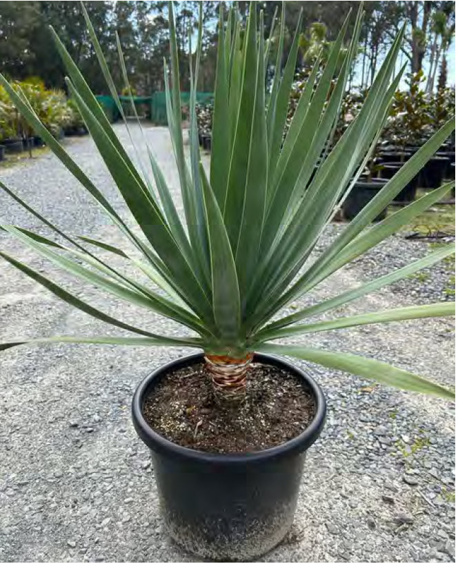 Dragon Tree | Dracaena draco