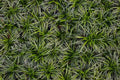 Mondo Grass Dwarf | Ophiopogon japonicus ‘Nana’