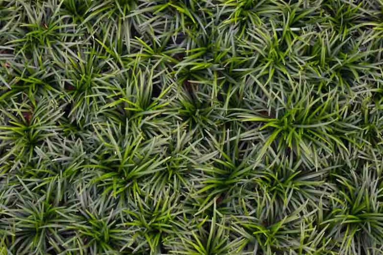 Mondo Grass Dwarf | Ophiopogon japonicus ‘Nana’