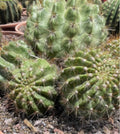 Echinopsis grandis