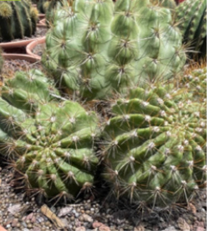 Echinopsis grandis