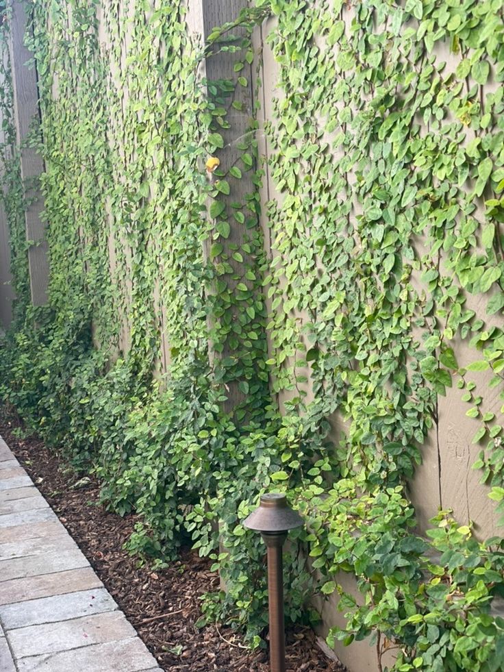 Ficus Pumila | Creeping Fig