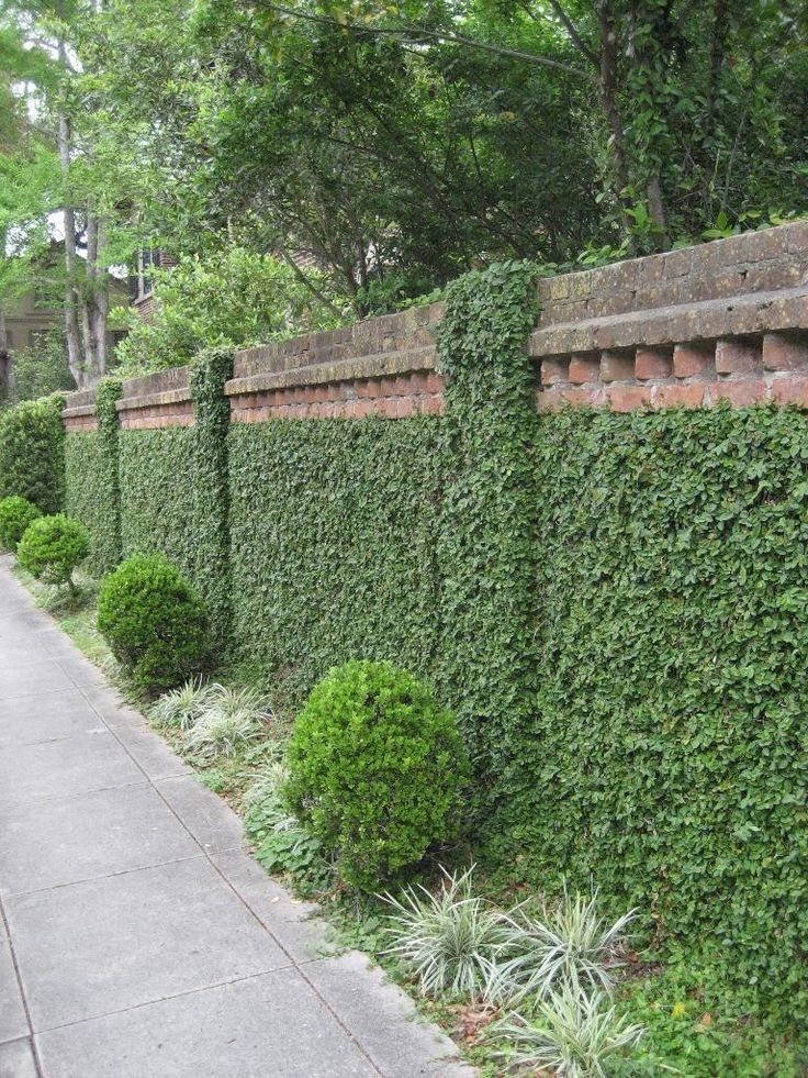 Ficus Pumila | Creeping Fig