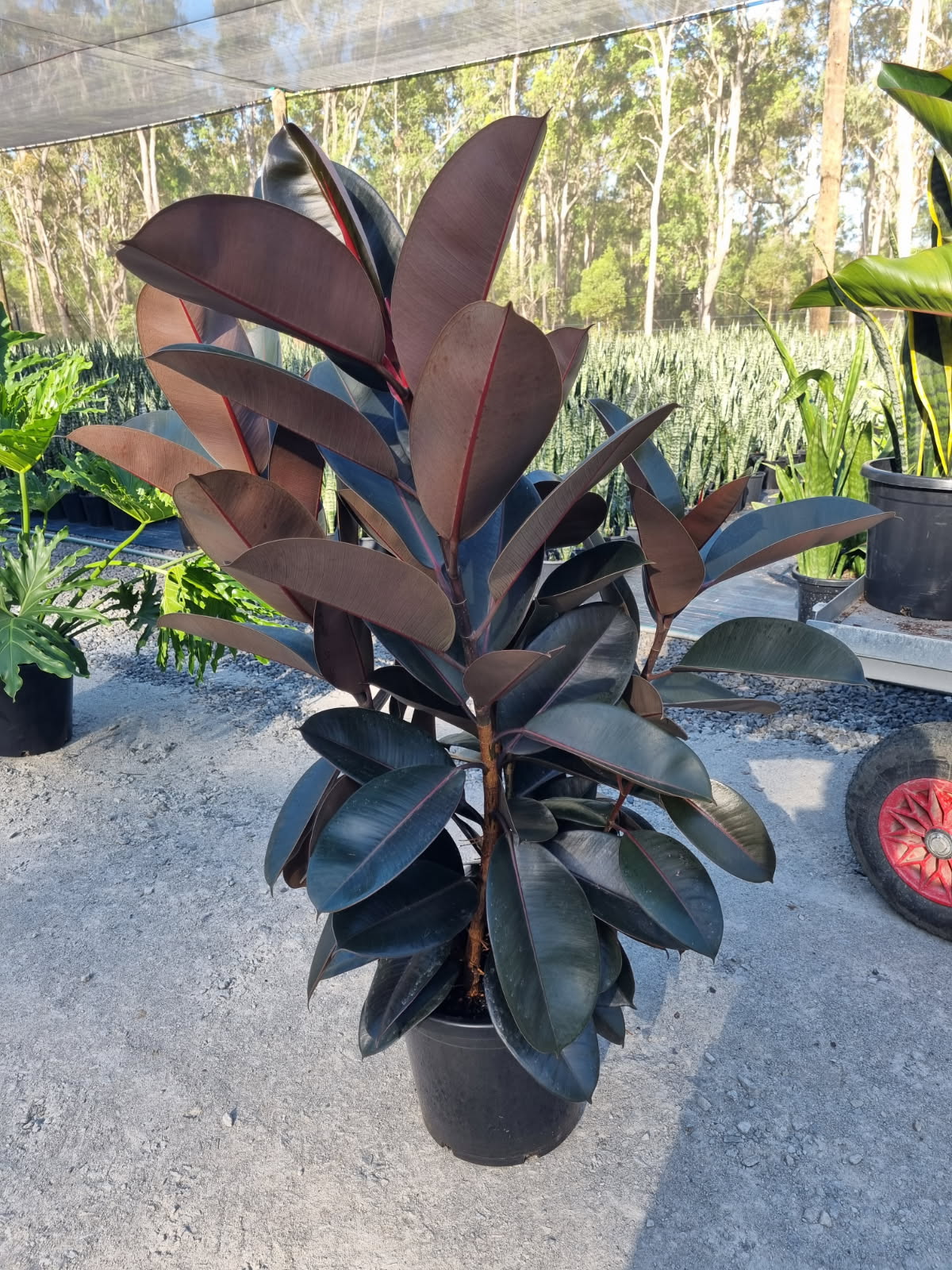 Ficus Burgandy | Rubber Plant