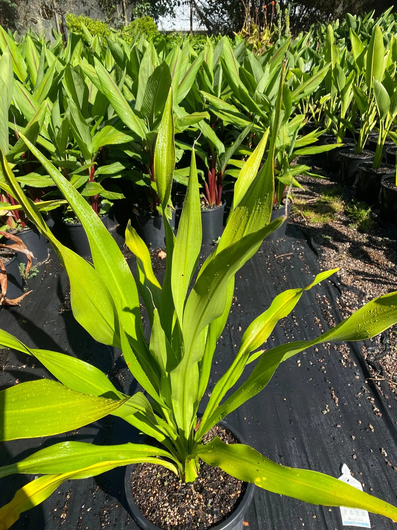 Gymea Lily | Doryanthes Excelsa