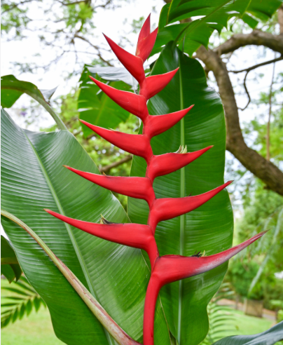 Heliconia Hot Rio Nights