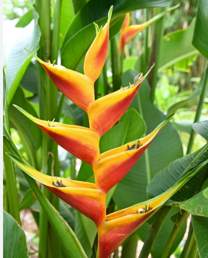 Heliconia Jacquini