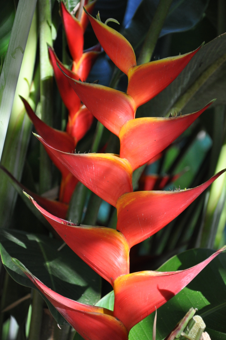 Heliconia Kawauchi