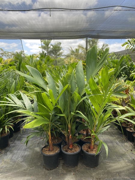 Orangeform  Palm | Areca Vestiaria