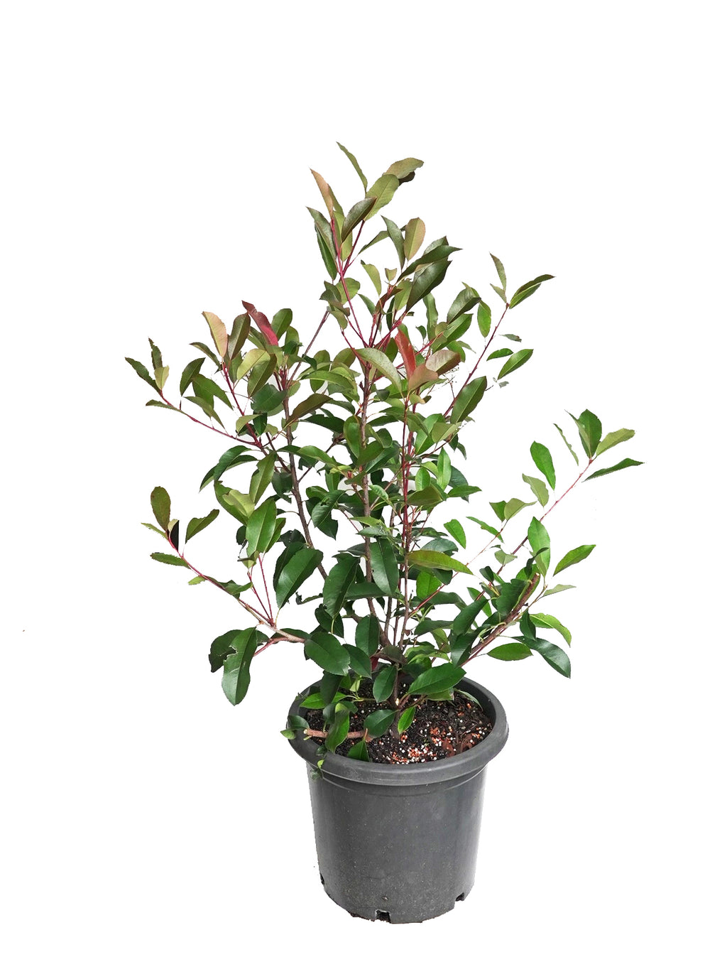 Photinia ‘Red Robin’ | Photinia × fraseri ‘Red Robin’