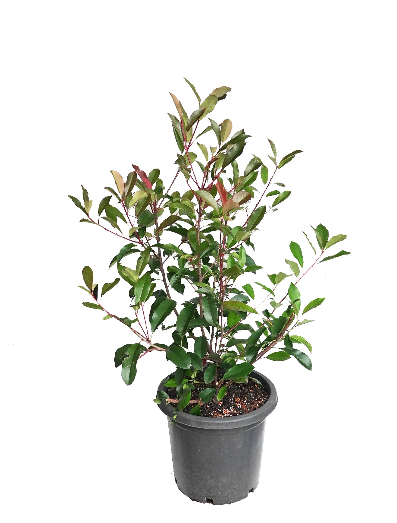 Photinia ‘Red Robin’ | Photinia × fraseri ‘Red Robin’