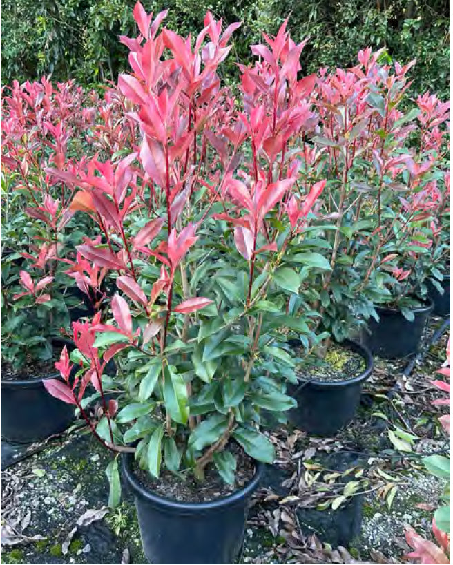 Photinia ‘Red Robin’ | Photinia × fraseri ‘Red Robin’