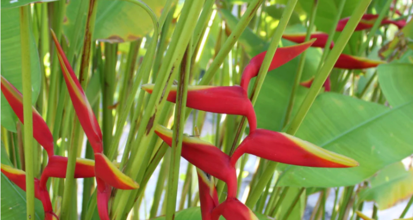 Heliconia Rauliniana
