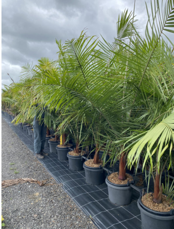 Dypsis Leptocheilos | Red neck palm