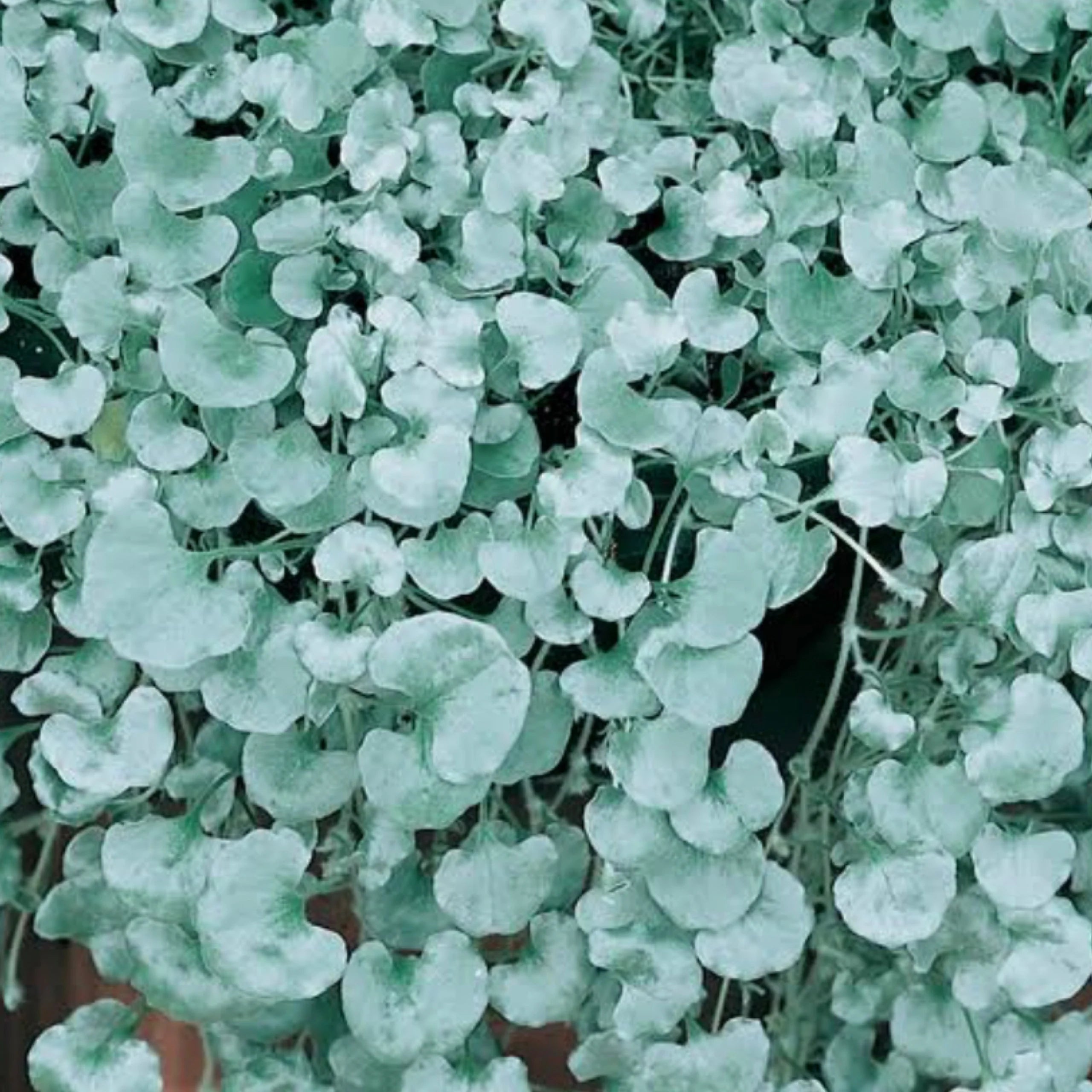 Dichondra Silver Falls