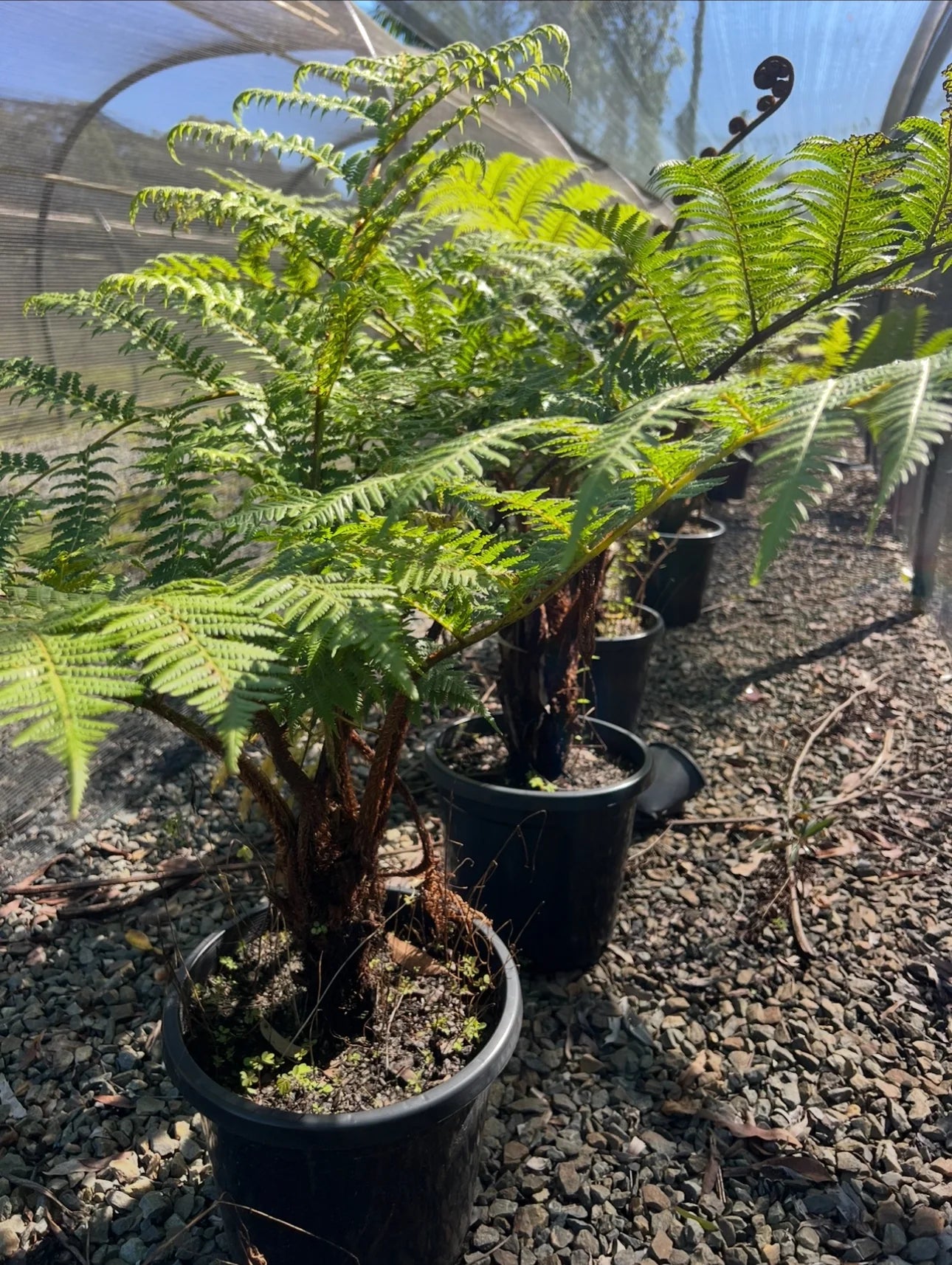 Cyathea cooperi | Australian Tree Fern